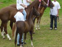 M-C_2011 Pferde 002